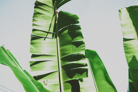 Close up banana leaf texture against sky background. Abstract Tropical Background