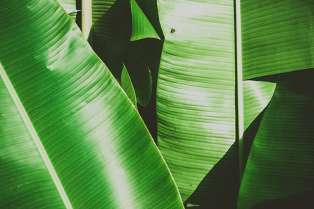 Close up banana leaf texture against sky background. Abstract Tropical Background