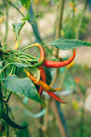 Abstract floral background, hot chili pepper in the gregreen ardenの写真素材