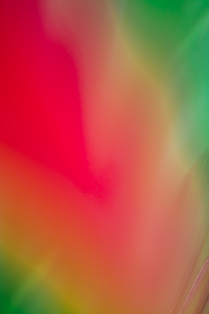 Abstract floral blurred background. Tropical palm leave macro photography. Beautiful backdrop for...