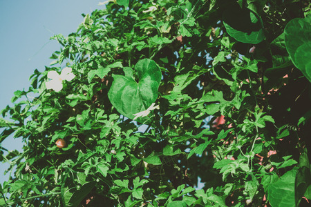 Green foliage. Vintage tropical background. Macro photography