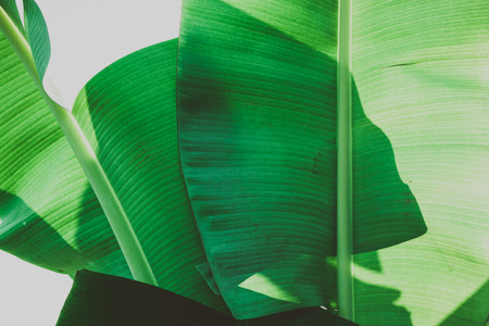 Close up banana leafs texture. Abstract tropical background.の写真素材