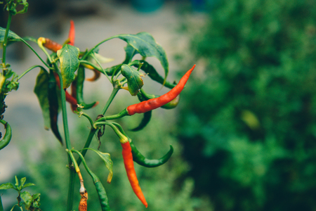 Abstract floral background, chili pepper in the garden.の写真素材