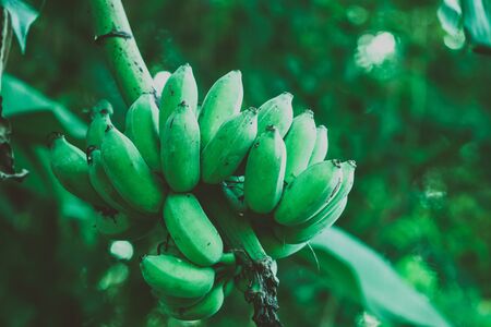 A bunch of bananas on the tree.の写真素材