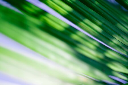 Abstract floral blurred background. Tropical palm leave macro photography. Beautiful backdrop for for webdesignの写真素材