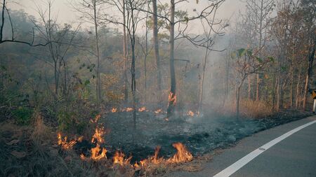 The climate crisis. Big Flame in national park while dry season. Destruction of raiforest by...