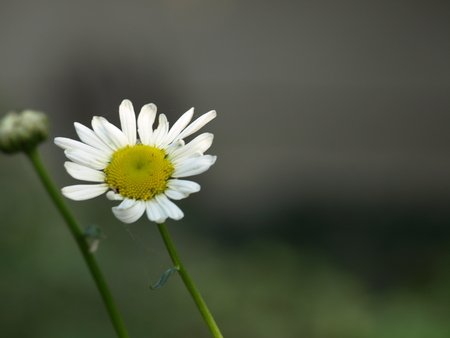 White Daisy in the garden.の写真素材