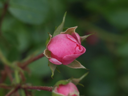 Little pink rose in the garden.の写真素材
