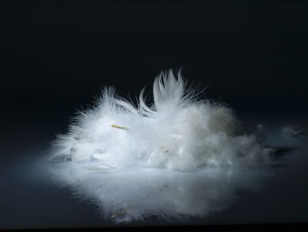 White feather on black background.の写真素材