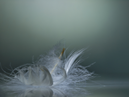 White feather on white background.の写真素材