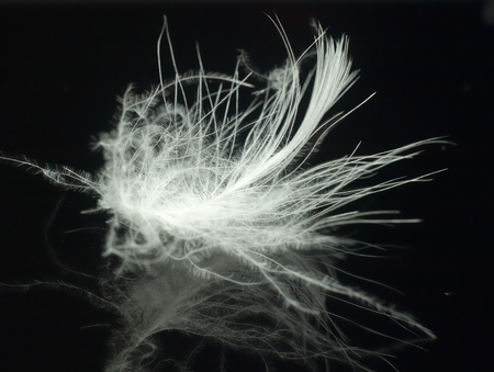 Large white feather on a mirror surface.の写真素材
