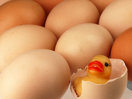 Rubber yellow duck emerges from the remnants of a broken egg shell.