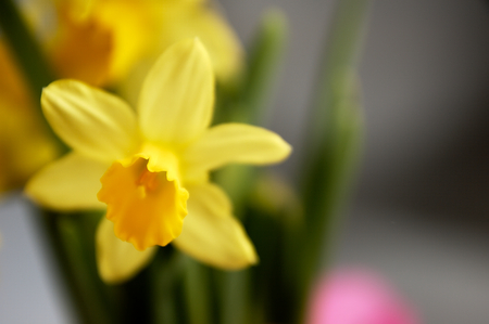 Yellow daffodils forming floral background. Visible individual flowers.