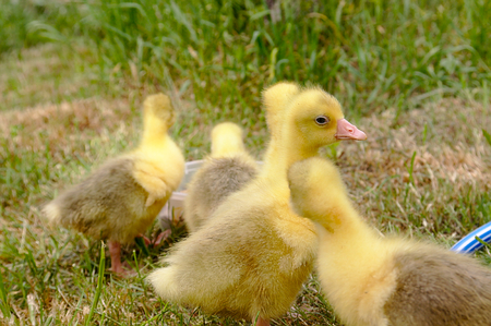 Young geese walking in a green meadow.の写真素材
