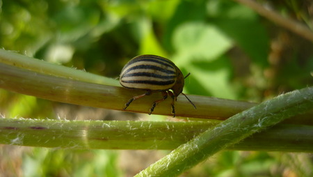 The Colorado Beetle, beautiful, but pest