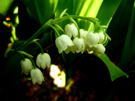 lily of the valleyの写真素材