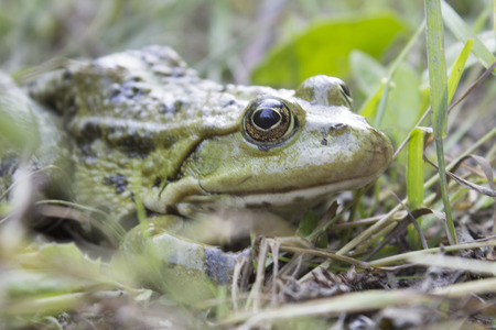 View green frog close upの写真素材