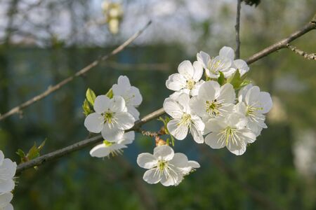 early spring cherry blossoms by the gardenの写真素材