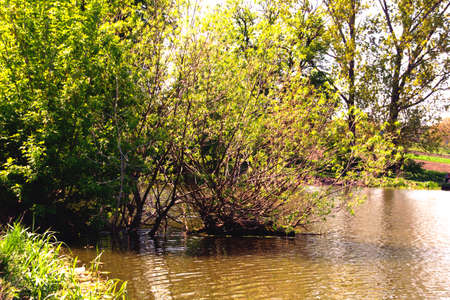 Willow bushes on the shore of the pondの写真素材