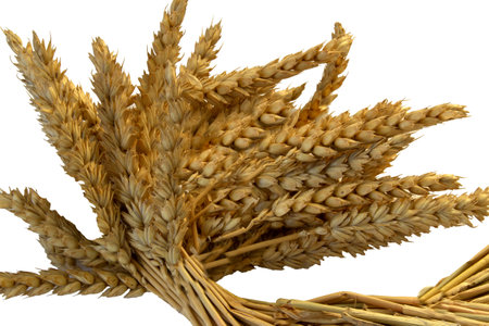 A bunch of spikelets of wheat on a white backgroundの写真素材