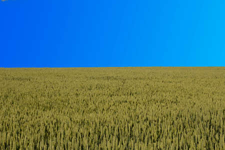 Wheat on a blue background of blue sky