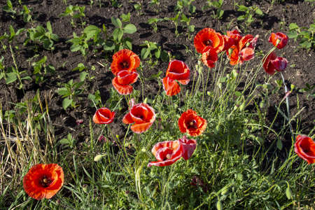 Red poppies on a green background of grassの写真素材