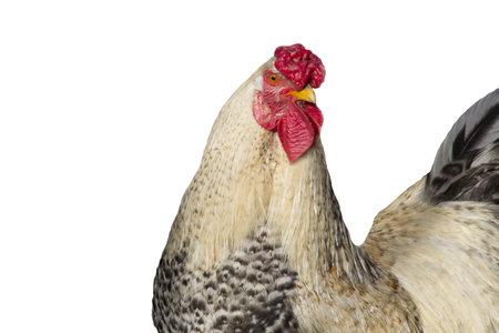 Portrait of a rooster on a white insulated backgroundの写真素材