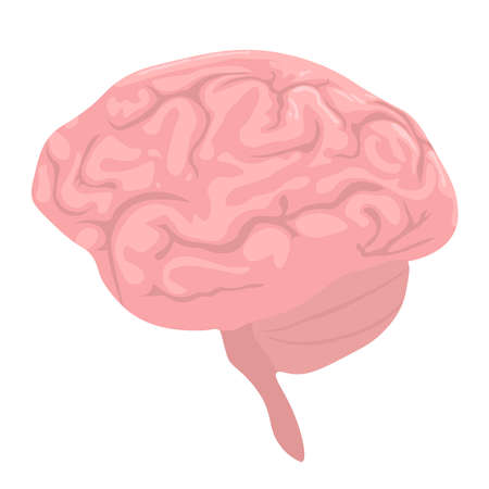 Vector illustration of human brain.のイラスト素材