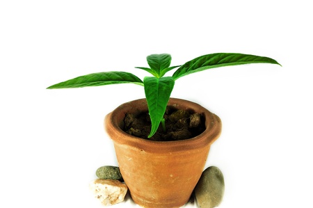 plantの写真素材