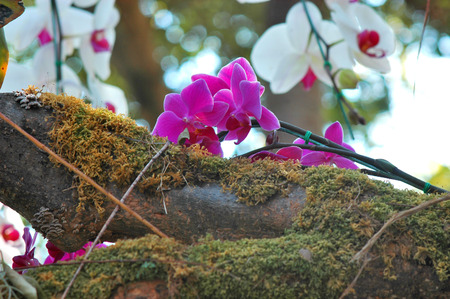 natureの写真素材