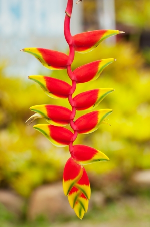 Heliconia Flowerの写真素材