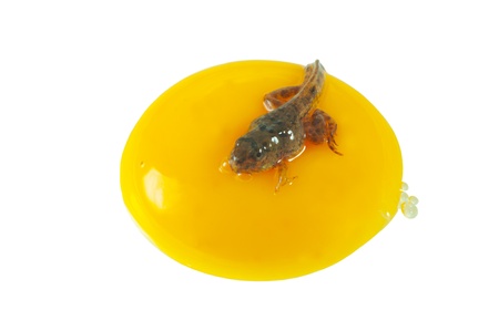 Tadpoles on the yolk 