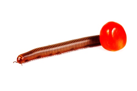 Millipede