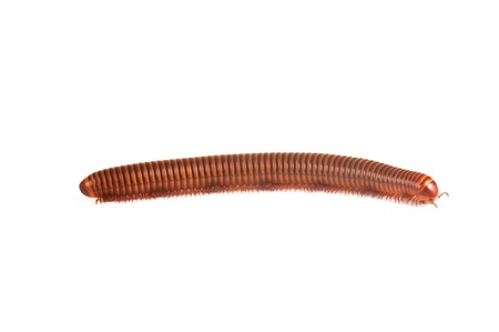 Millipede