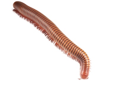 Millipede