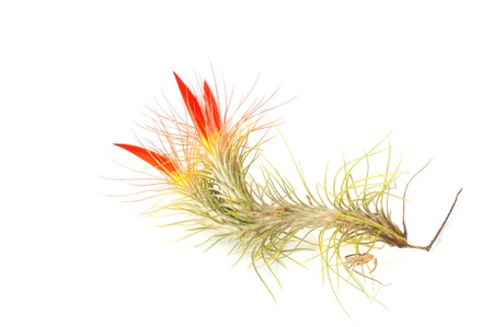 Tillandsiaの写真素材