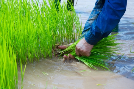 Rice cultivation の写真素材