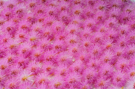 mimosaの写真素材