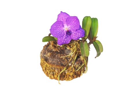 orchidの写真素材