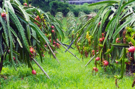 Dragon Fruitの写真素材