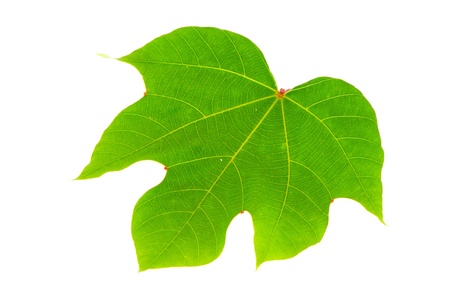 leaf