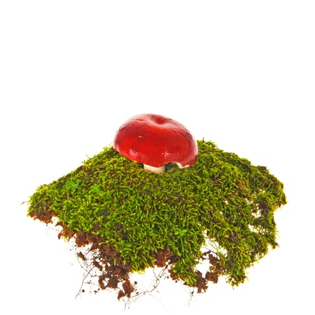 Mushroom on mossの写真素材