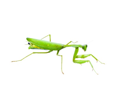 Mantis