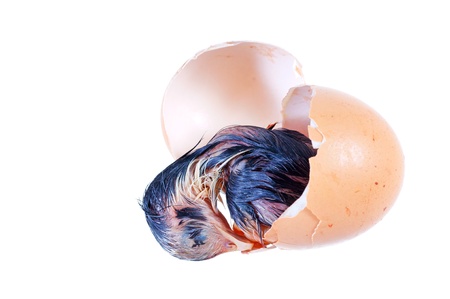 chick hatching