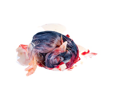 chick hatchingの写真素材