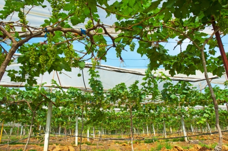 Vineyardsの写真素材