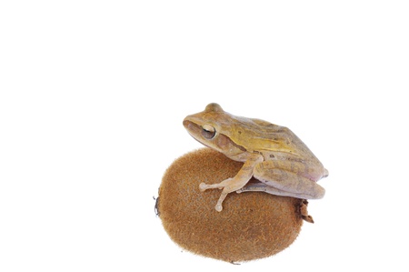 Frog and Kiwifruit 