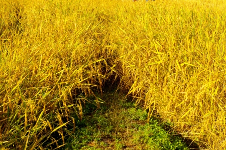 Rice fields の写真素材