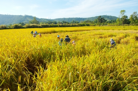 Rice harvestの写真素材