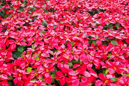 poinsettia,の写真素材